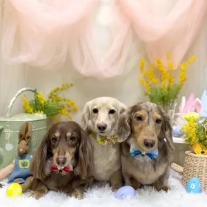 2026年03月14日18時00分投稿　ギャラリー記事「今日のわんちゃん♪」