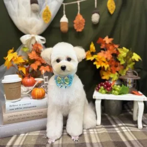 2025年11月13日17時10分投稿　ギャラリー記事「今日のわんちゃん♪」