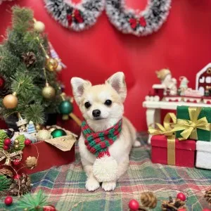 2025年12月29日18時04分投稿　ギャラリー記事「今日のわんちゃん♪」