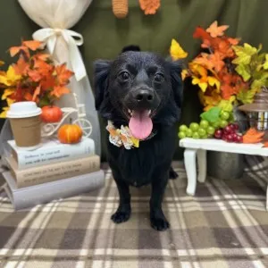 2025年11月28日18時00分投稿　ギャラリー記事「今日のわんちゃん♪」