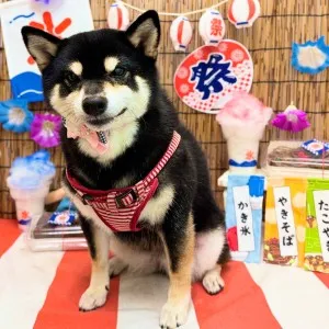2025年08月14日16時14分投稿　ギャラリー記事「わんちゃん写真集♪」