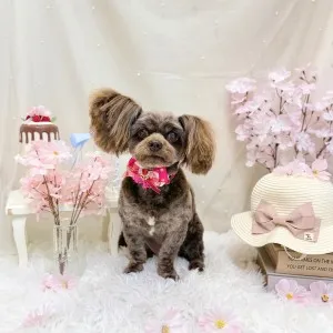 2026年04月19日18時00分投稿　ギャラリー記事「今日のわんちゃん♪」
