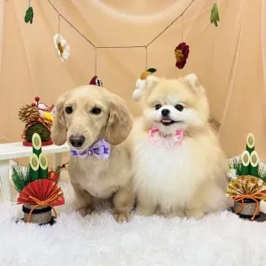 2026年01月27日18時00分投稿 ギャラリー記事「今日のわんちゃん♪」