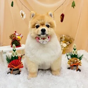 2026年01月31日18時00分投稿　ギャラリー記事「今日のわんちゃん♪」