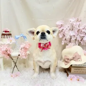 2026年04月23日18時00分投稿　ギャラリー記事「きょうのわんちゃん♪」