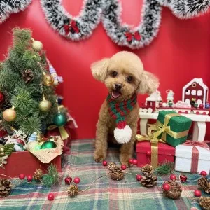 2025年12月27日18時00分投稿　ギャラリー記事「今日のわんちゃん♪」