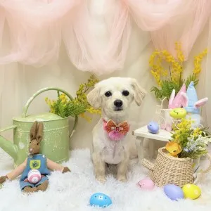 2026年03月20日18時00分投稿 ギャラリー記事「今日のわんちゃん♪」