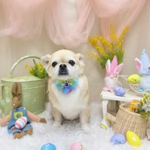 2026年03月26日18時00分投稿　ギャラリー記事「今日のわんちゃん♪」