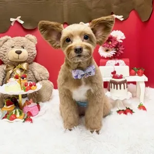 2026年02月06日18時00分投稿　ギャラリー記事「今日のわんちゃん♪」