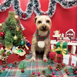 2025年12月21日18時00分投稿　ギャラリー記事「今日のわんちゃん♪」