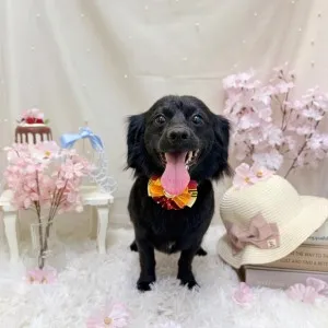 2026年04月16日18時00分投稿 ギャラリー記事「今日のわんちゃん♪」