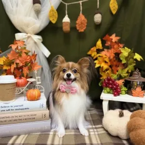 2025年11月04日18時00分投稿　ギャラリー記事「今日のわんちゃん♪」