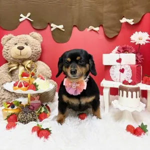 2026年02月28日16時41分投稿 ギャラリー記事「今日のわんちゃん♪」