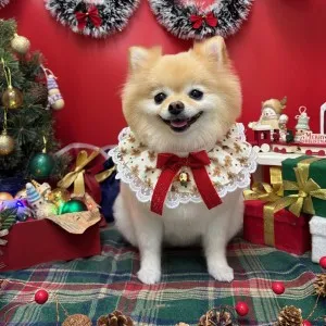 2025年12月07日18時00分投稿　ギャラリー記事「今日のわんちゃん♪」