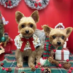 2025年12月01日18時00分投稿　ギャラリー記事「今日のわんちゃん♪」