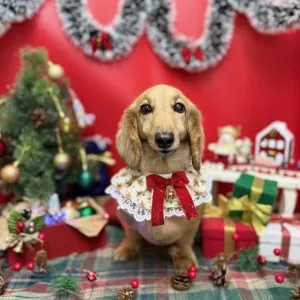 2025年12月22日17時02分投稿　ギャラリー記事「今日のわんちゃん♪」