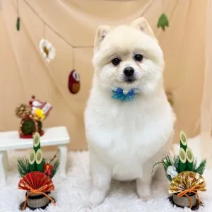 2026年01月17日18時00分投稿 ギャラリー記事「今日のわんちゃん♪」