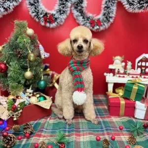 2025年12月14日15時05分投稿　ギャラリー記事「今日のわんちゃん♪」