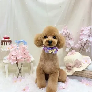 2026年04月03日18時00分投稿　ギャラリー記事「今日のわんちゃん♪」