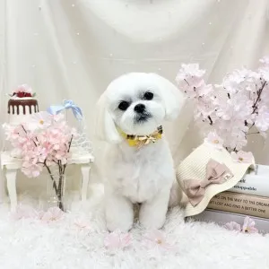 2026年04月27日18時00分投稿　ギャラリー記事「今日のわんちゃん♪」