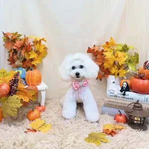 ギャラリー「今日のわんちゃん♪」