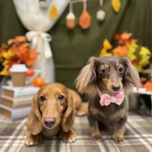 2025年11月29日18時00分投稿　ギャラリー記事「今日のわんちゃん♪」