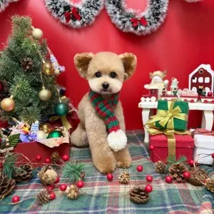 2025年12月26日18時00分投稿　ギャラリー記事「今日のわんちゃん♪」