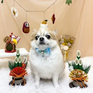 2026年01月18日18時00分投稿 ギャラリー記事「今日のわんちゃん♪」