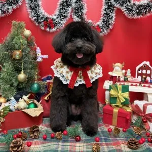 2025年12月16日18時00分投稿　ギャラリー記事「今日のわんちゃん♪」