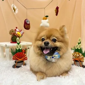 2026年01月24日18時00分投稿 ギャラリー記事「今日のわんちゃん♪」