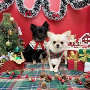 2025年12月06日17時02分投稿　ギャラリー記事「今日のわんちゃん♪」