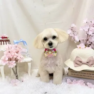 2026年04月13日18時00分投稿 ギャラリー記事「今日のわんちゃん♪」