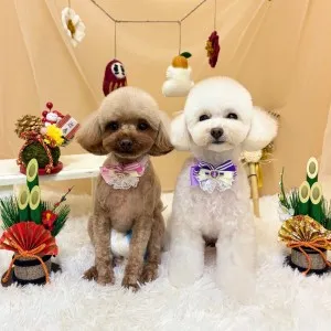 2026年01月15日18時19分投稿 ギャラリー記事「今日のわんちゃん♪」