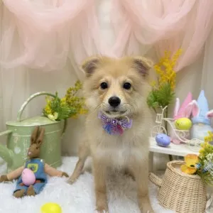 2026年03月08日18時00分投稿 ギャラリー記事「今日のわんちゃん♪」