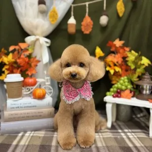 2025年11月18日18時00分投稿　ギャラリー記事「今日のわんちゃん♪」