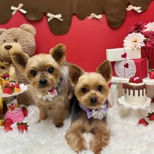 2026年02月02日18時00分投稿 ギャラリー記事「今日のわんちゃん♪」