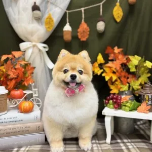 2025年11月07日18時00分投稿　ギャラリー記事「今日のわんちゃん♪」