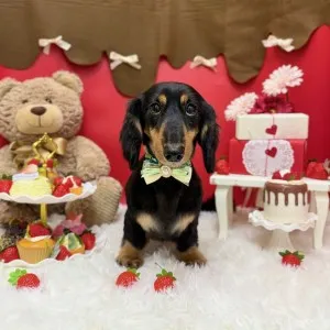 2026年02月23日18時00分投稿 ギャラリー記事「今日のわんちゃん♪」