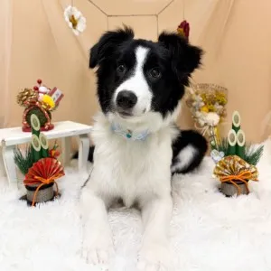 ギャラリー「今日のわんちゃん♪」