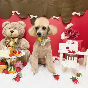 2026年02月15日18時00分投稿 ギャラリー記事「今日のわんちゃん♪」