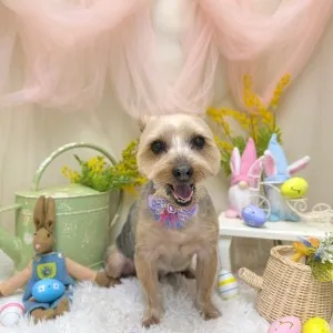 2026年03月30日18時00分投稿　ギャラリー記事「今日のわんちゃん♪」