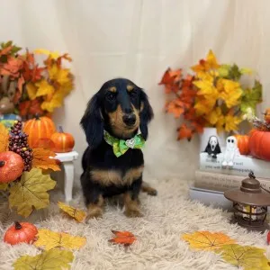 ギャラリー「今日のわんちゃん♪」