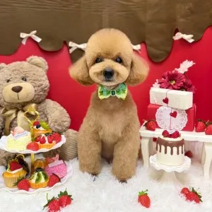 2026年02月08日18時00分投稿　ギャラリー記事「今日のわんちゃん♪」