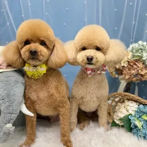 ギャラリー「今日のわんちゃん♪」