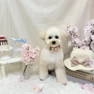 2026年04月06日18時00分投稿　ギャラリー記事「今日のわんちゃん♪」