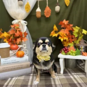 2025年11月16日18時00分投稿　ギャラリー記事「今日のわんちゃん♪」