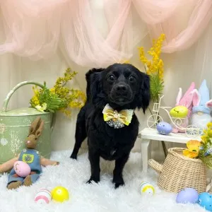 2026年03月12日18時00分投稿　ギャラリー記事「今日のわんちゃん♪」