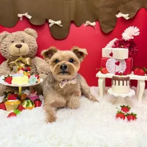 2026年02月21日18時00分投稿　ギャラリー記事「今日のわんちゃん♪」