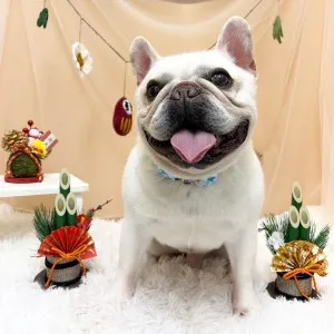 2026年01月26日18時00分投稿 ギャラリー記事「今日のわんちゃん♪」