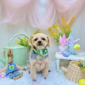 2026年03月31日18時00分投稿 ギャラリー記事「今日のわんちゃん♪」